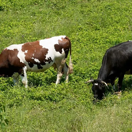 App Fiorela Appartement