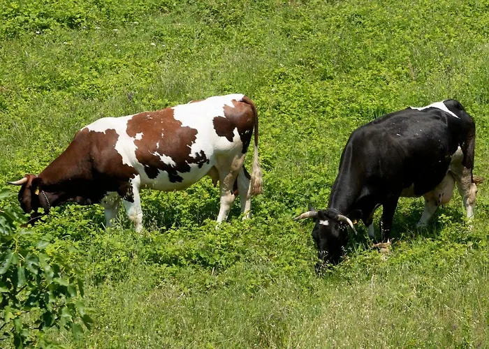 App Fiorela Apartament